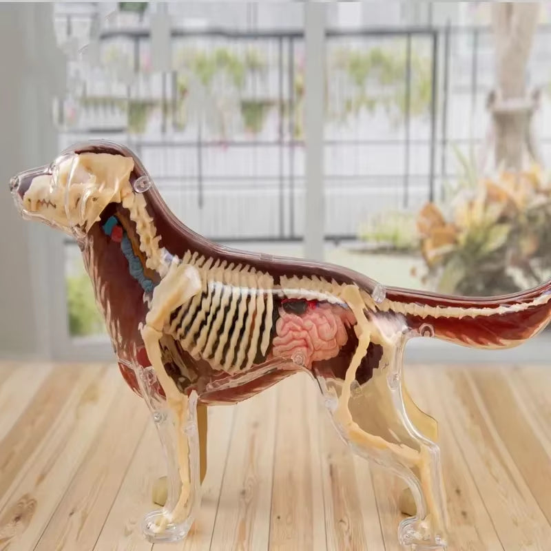4D Vision Medical Dog Anatomy Model Skeleton Anatomical Medical Model Retriever Organs Heart Brain Kidney Knee Kids Veterinary