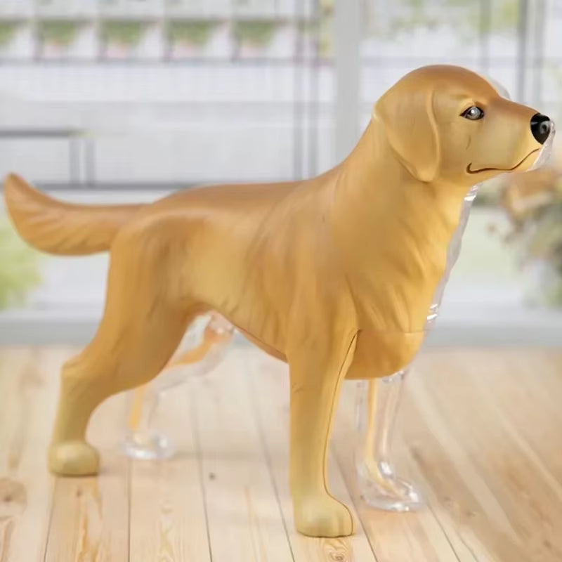 4D Vision Medical Dog Anatomy Model Skeleton Anatomical Medical Model Retriever Organs Heart Brain Kidney Knee Kids Veterinary