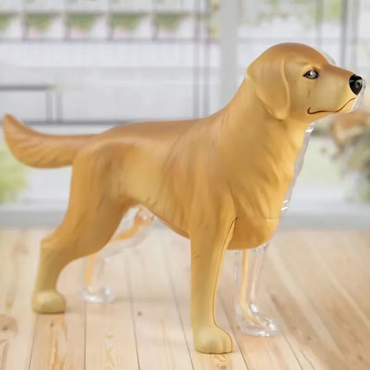 4D Vision Medical Dog Anatomy Model Skeleton Anatomical Medical Model Retriever Organs Heart Brain Kidney Knee Kids Veterinary