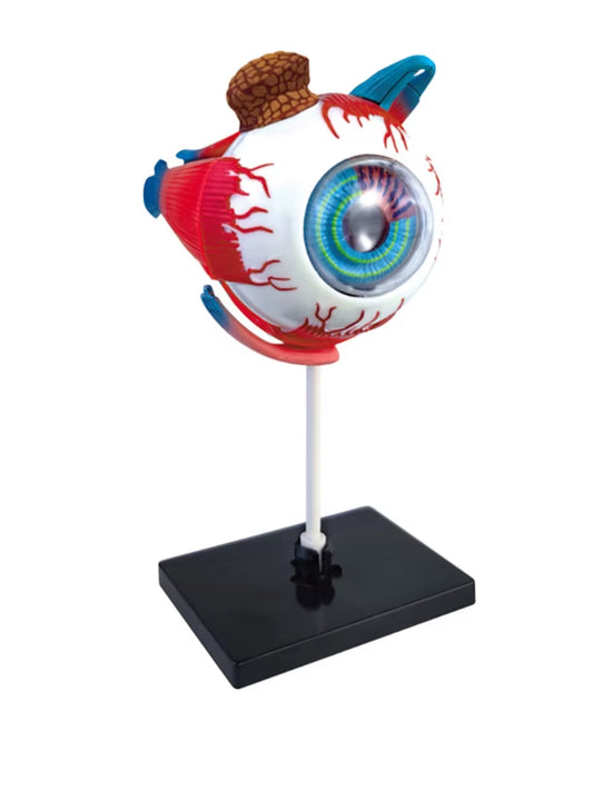 Eyeball Model Kids Science Toys Biology Puzzle STEM Technological Anatomy Anatomy Learning Kit Educational Toys for Children