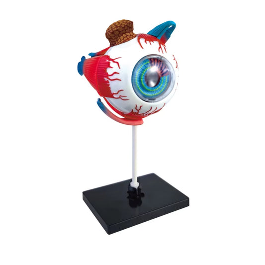 Eyeball Model Kids Science Toys Biology Puzzle STEM Technological Anatomy Anatomy Learning Kit Educational Toys for Children