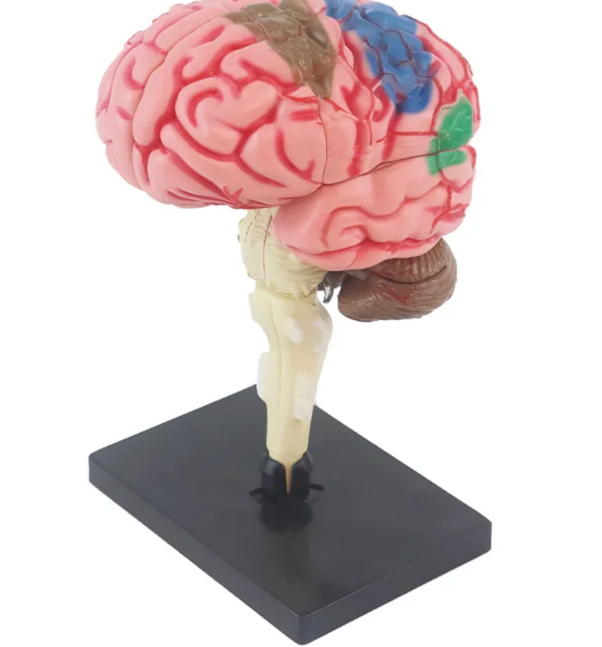 Jouets scientifiques en forme de cerveau