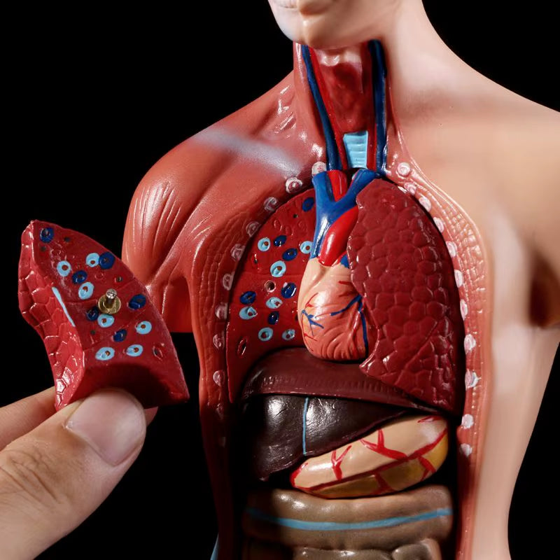 Human Torso Body Model Anatomy Anatomical Medical Internal Organs for Teaching