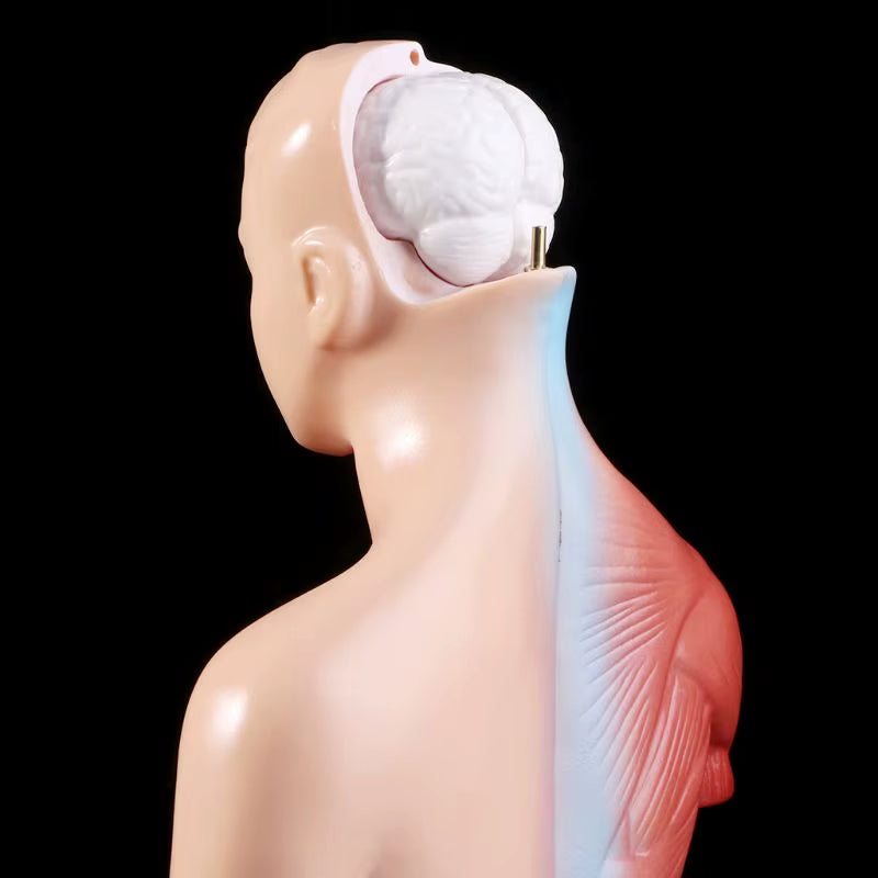 Human Torso Body Model Anatomy Anatomical Medical Internal Organs for Teaching